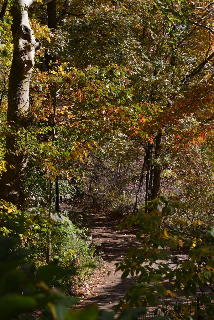Central Park woodland path in fall