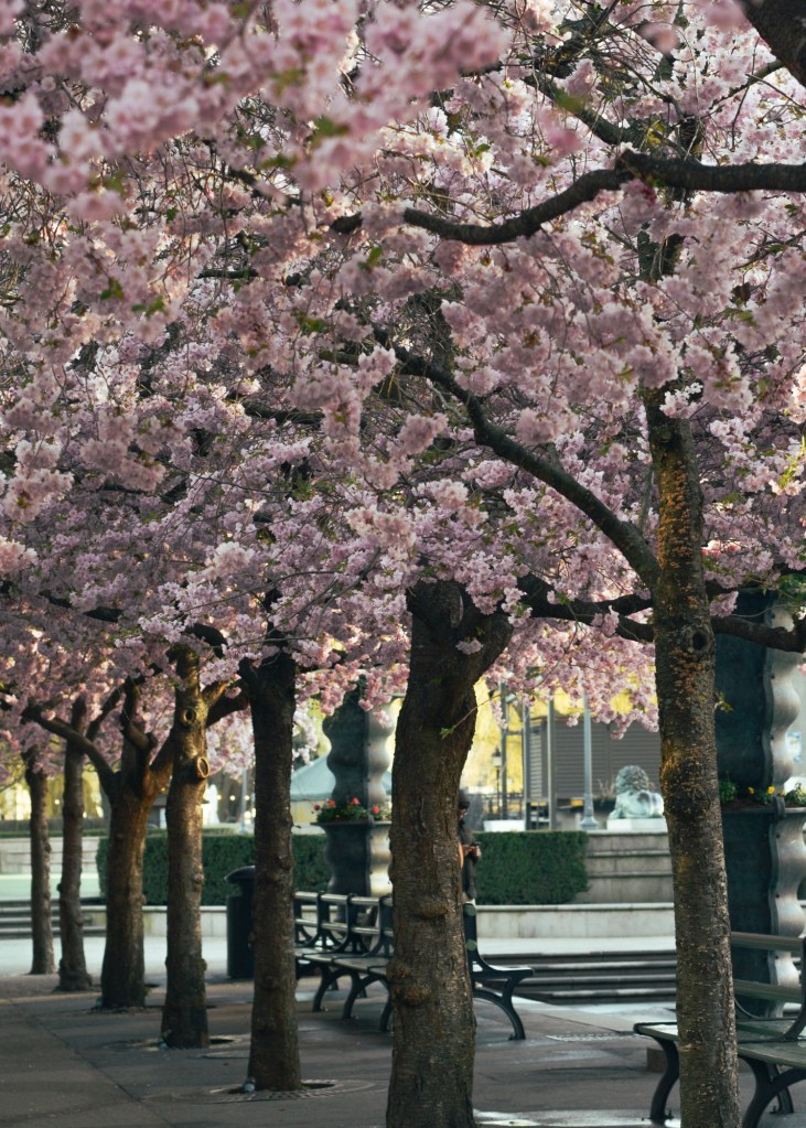 Cherry blossom season in stockholm