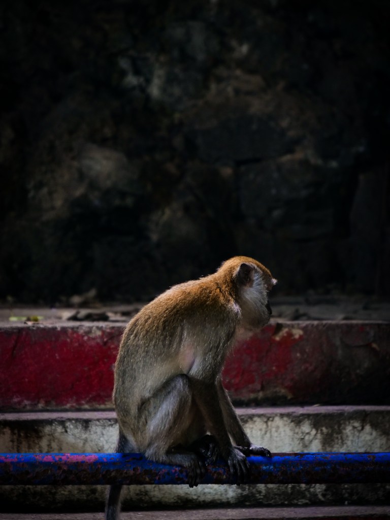 Photography of Monkey inside Batu, Caves, Kuala Lumpur, Malaysia