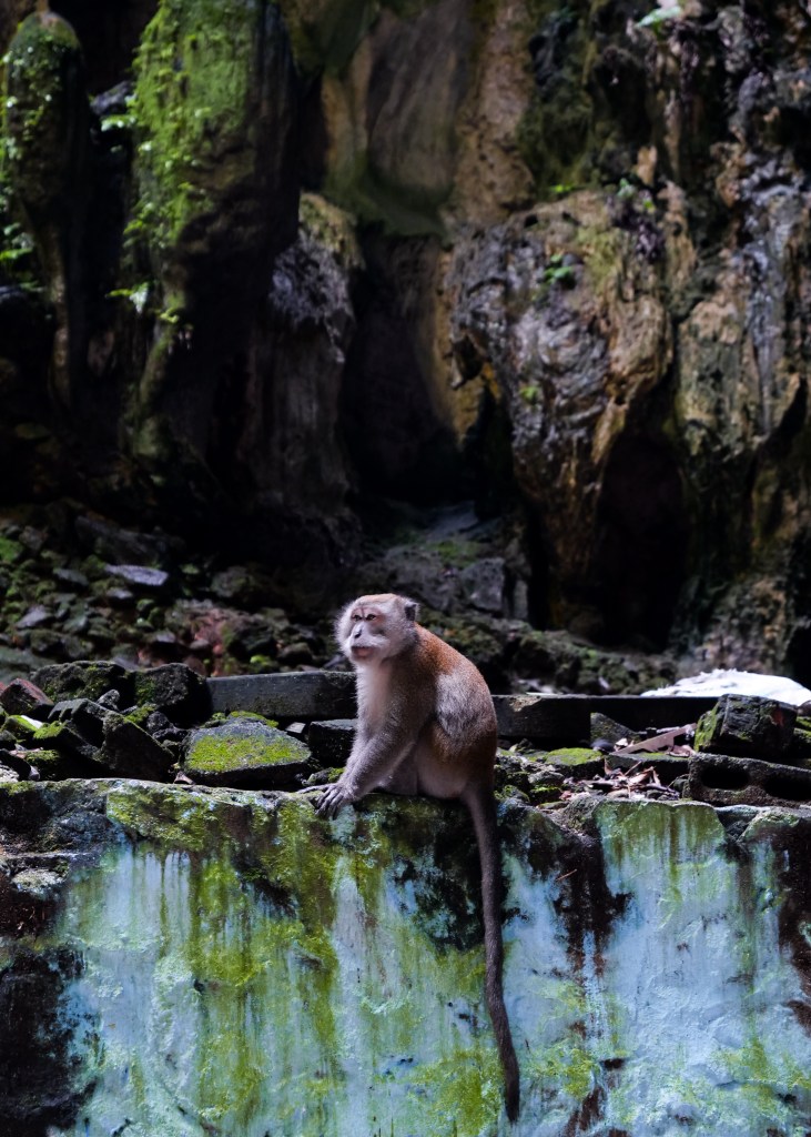Photography of Monkey inside Batu, Caves, Kuala Lumpur, Malaysia