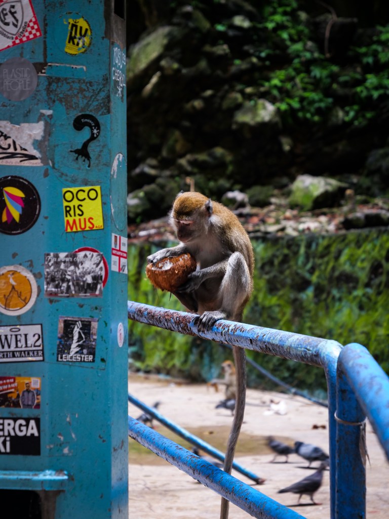 Photography of Monkey inside Batu, Caves, Kuala Lumpur, Malaysia