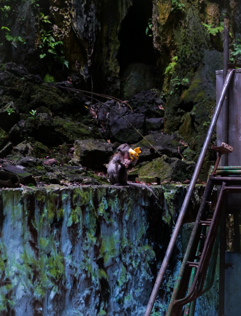 Photography of Monkey inside Batu, Caves, Kuala Lumpur, Malaysia