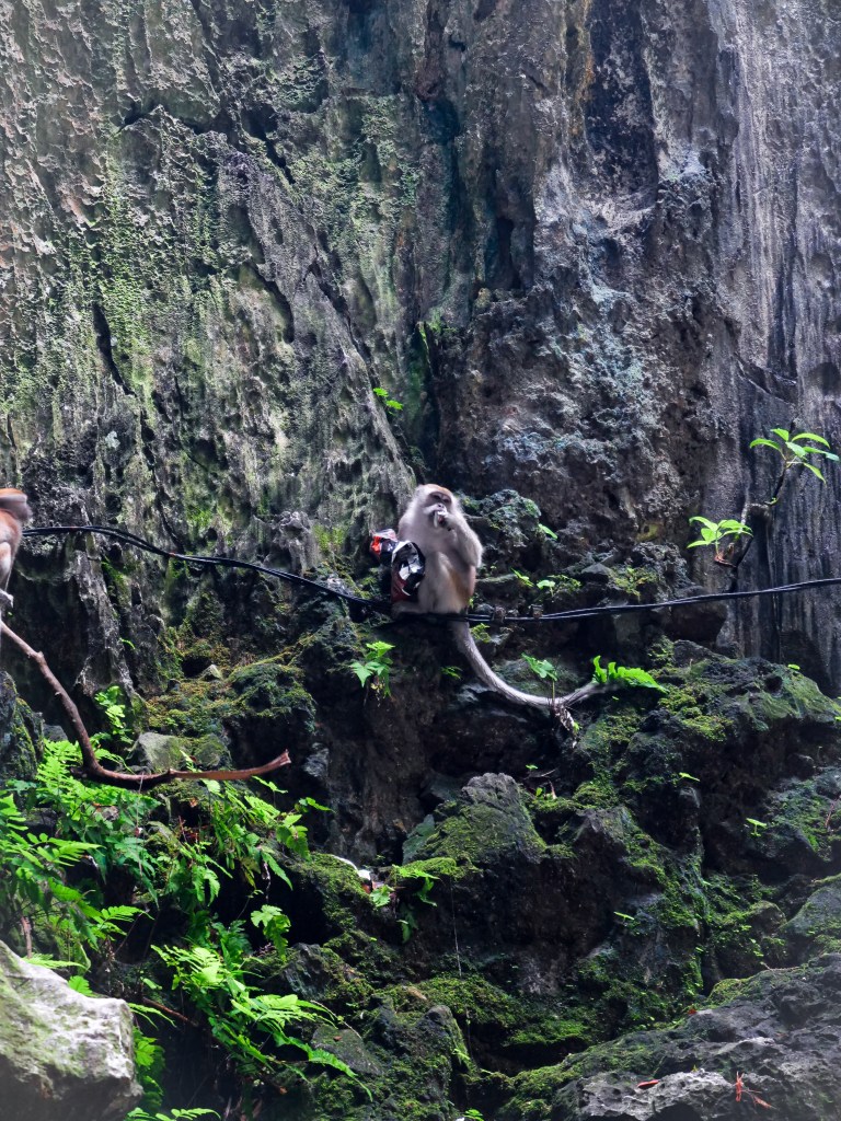 Photography of Monkey inside Batu, Caves, Kuala Lumpur, Malaysia
