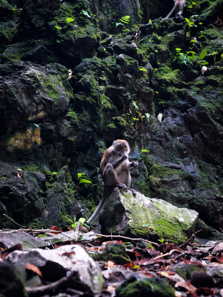 Photography of Monkey inside Batu, Caves, Kuala Lumpur, Malaysia