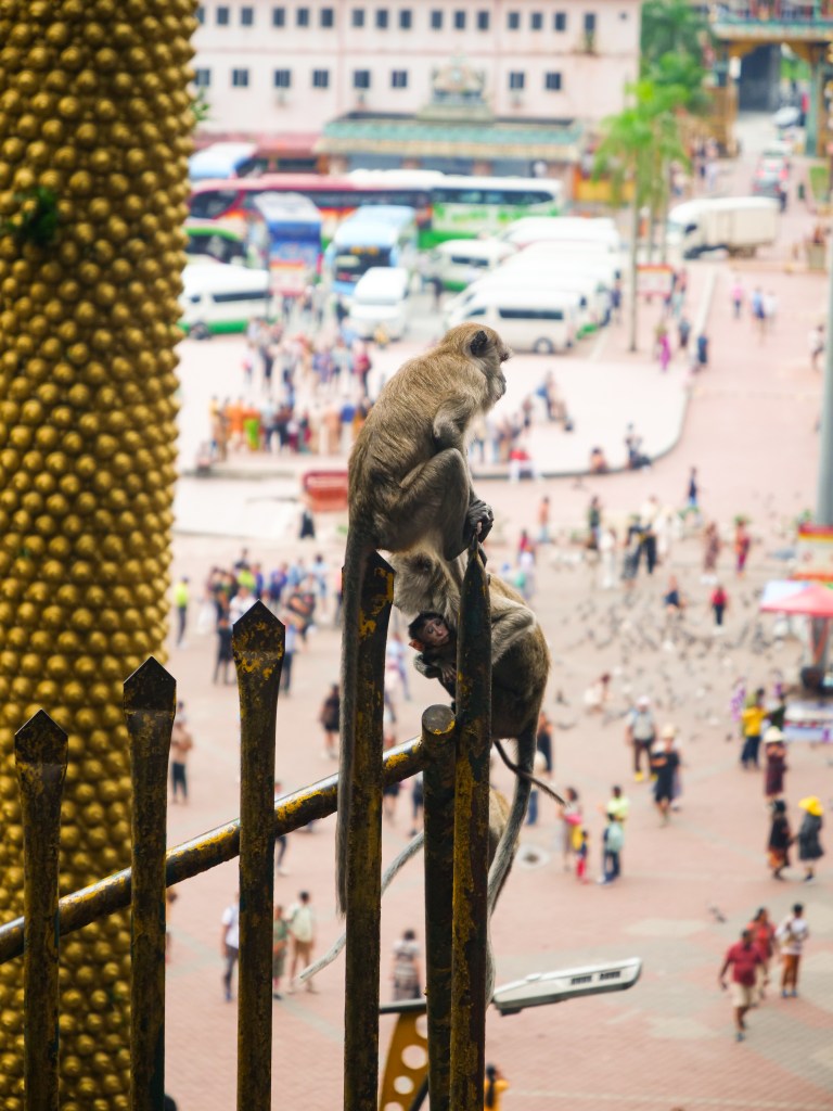 Monkey sat on railings at Batu Caves in Kuala Lumpur Malaysia 