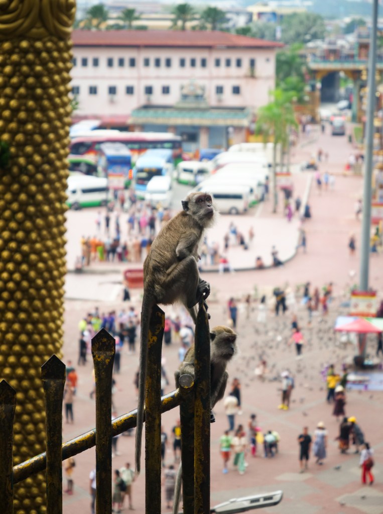 Monkey sat on railings at Batu Caves in Kuala Lumpur Malaysia 