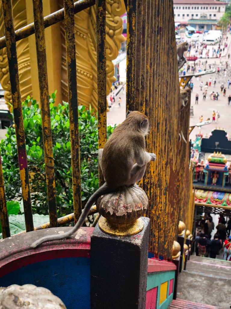 Monkey sat on railings at Batu Caves in Kuala Lumpur Malaysia 