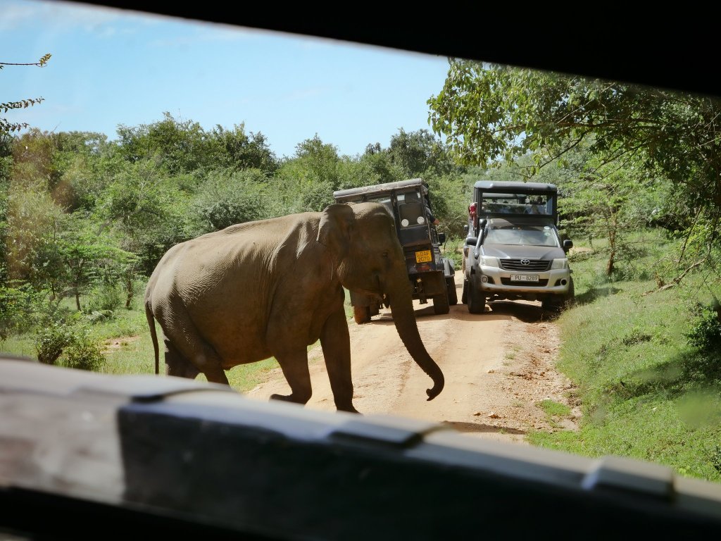 Elephant at Yala National Park, Sri Lanka